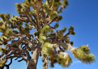 Joushua Tree