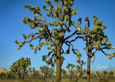 Joushua Tree