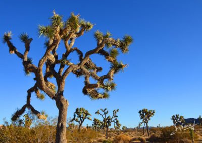 Joushua Tree