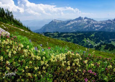 Mount Rainier National Park