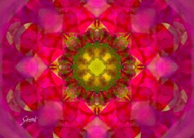 Fantasy Metamorphosis